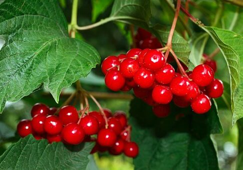 Viburnum-with-berries-free