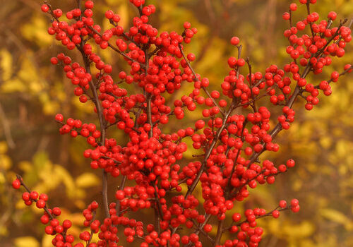 Winterberry-Holly.-Photo-by-Proven-Winners