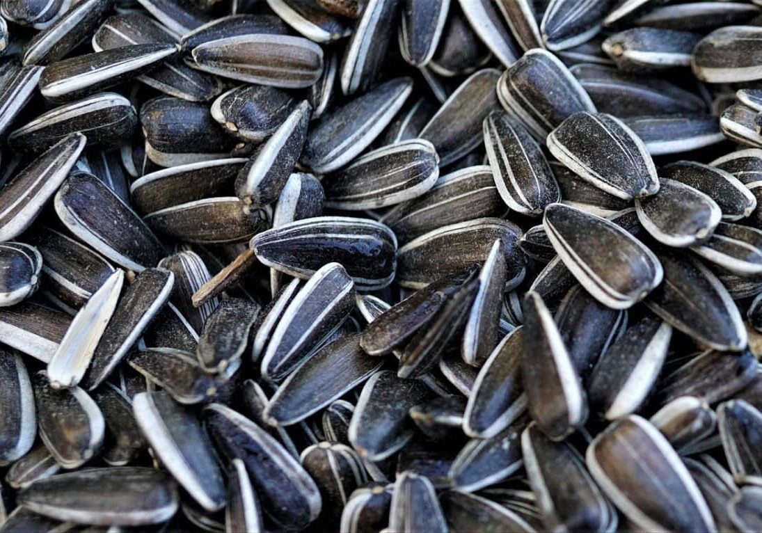 annette1209-sunflower-seeds-6008772_1280.jpg pixabay