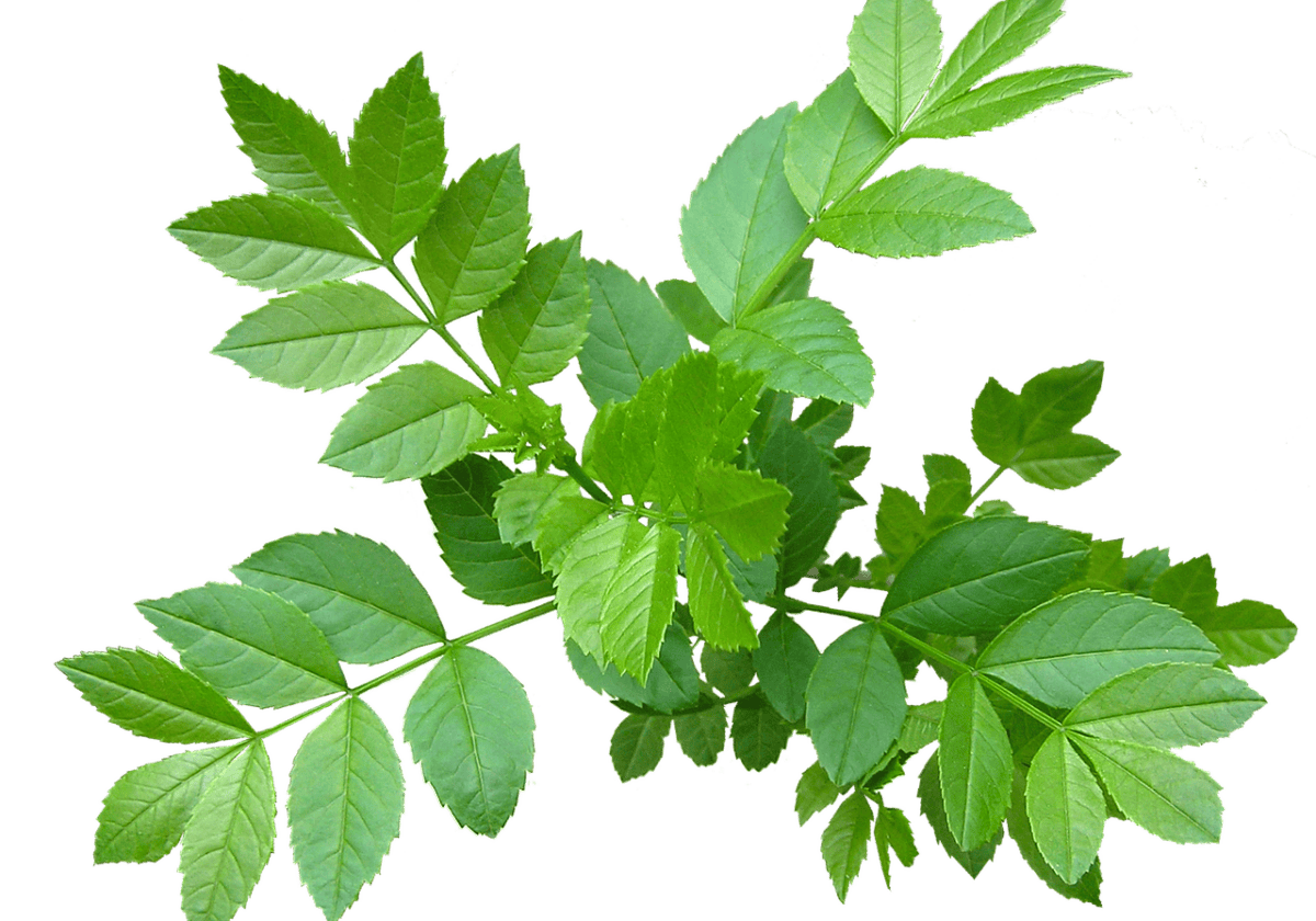 ash tree FREE Pixabay