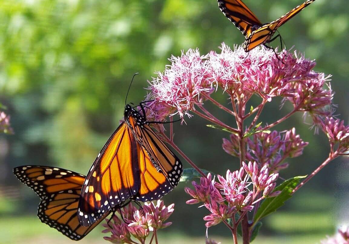 Milkweed with Monarch