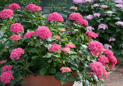 Cityline Paris Bigleaf Hydrangea.  Photo courtesy of Proven Winners