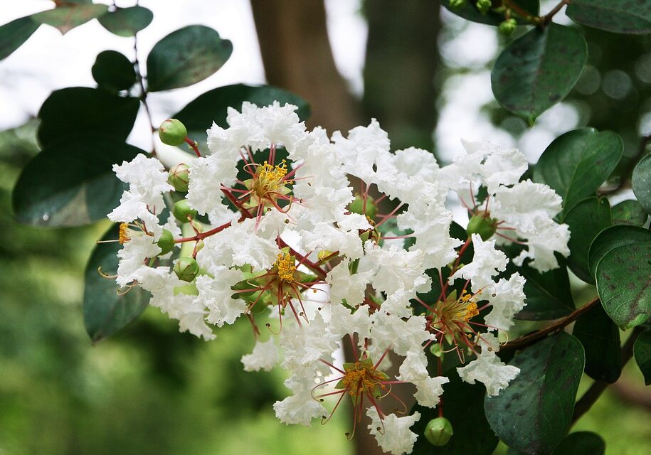 crape-myrtle-trees-1599777_960_720.jpg-pixabay-photo