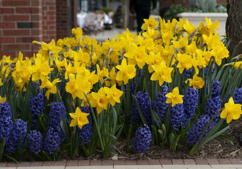 daffodil-and-hyacinth-combination