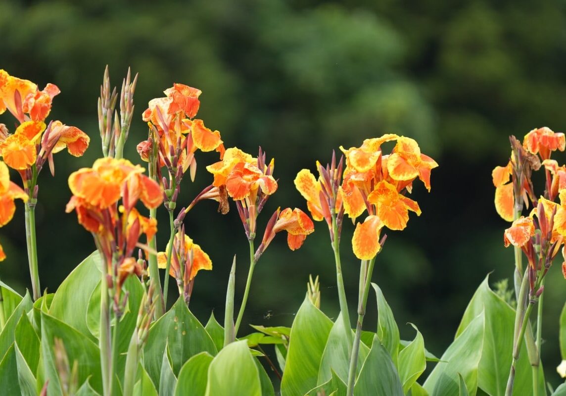 docujeju-flower-7405282.jpg Canna Pixabay