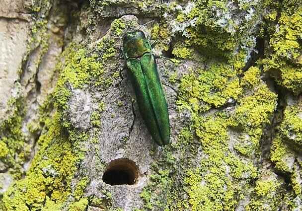 emeraldashborer