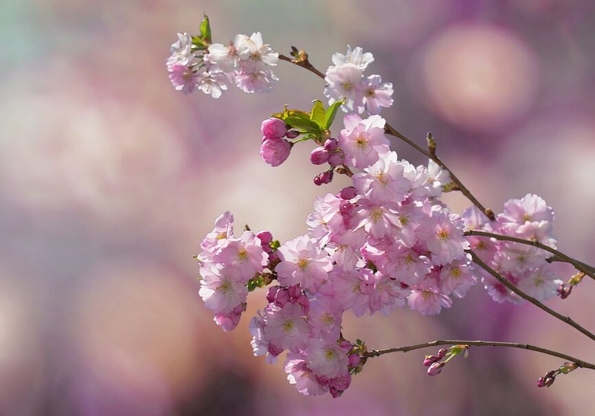 flowering-twig-2057360_960_720