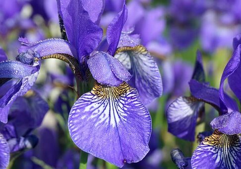 flowers-irises-7275750__340
