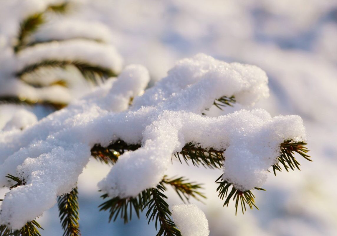 gosiak1980-pine-7648311.jpg pixabay