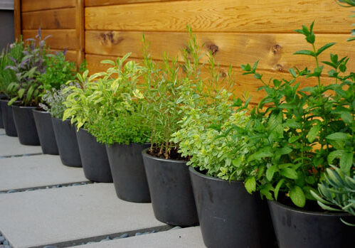 Growing herbs is easy.