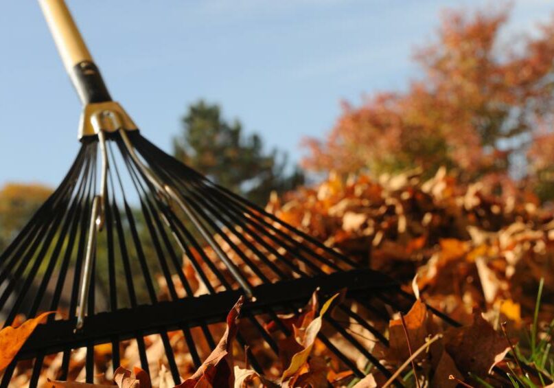 leaves-and-rake