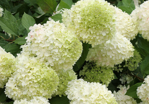 limelight_hydrangea-6