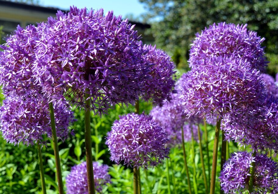 ornamental-onion-2401868_960_720