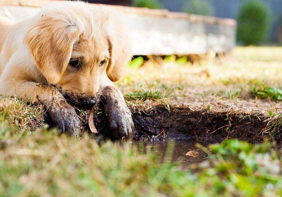 puppy-5413165_960_720