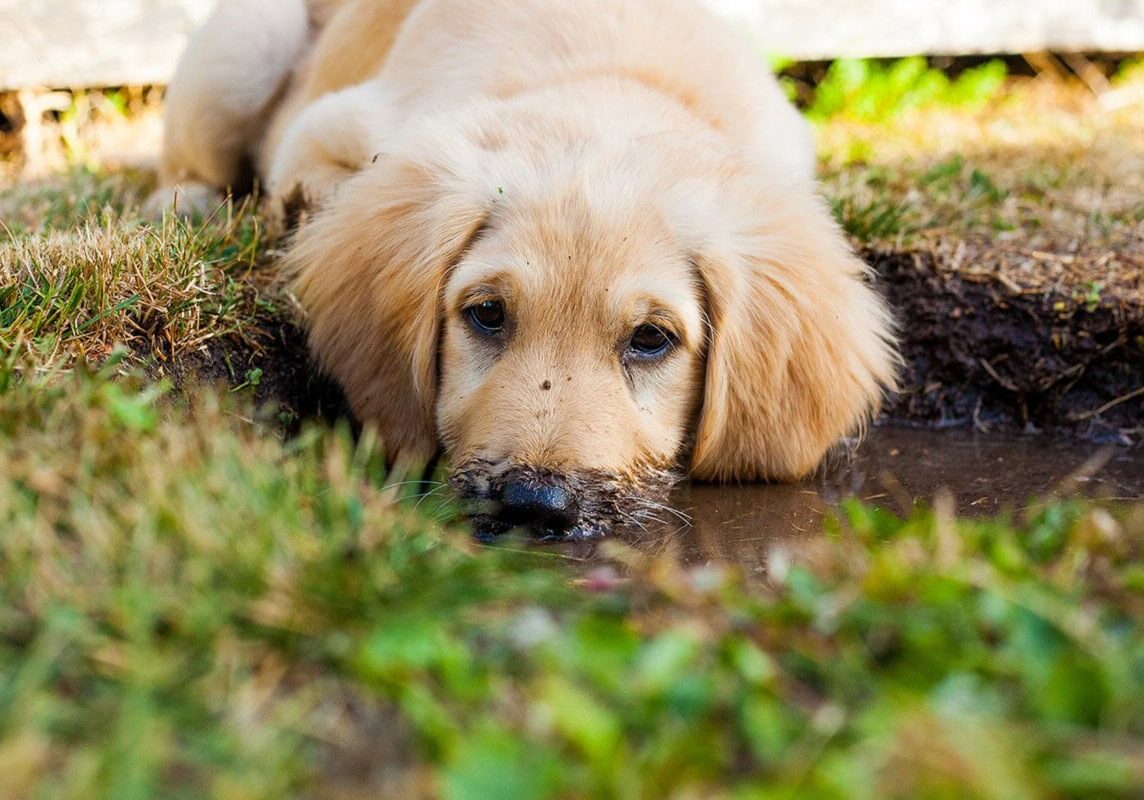 rachyt73-puppy-5413166.jpg pixabay