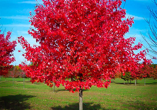 Red Sunset Maple Tree.  Photo Credit: The Tree Center