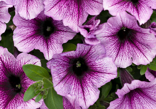 supertunia_bordeaux_tag_1