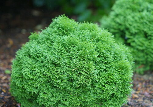 tiny_tot_arborvitae_3