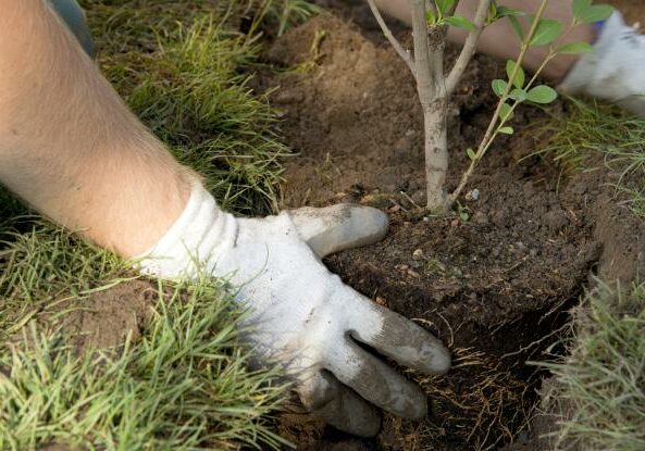 transplanting-shrub