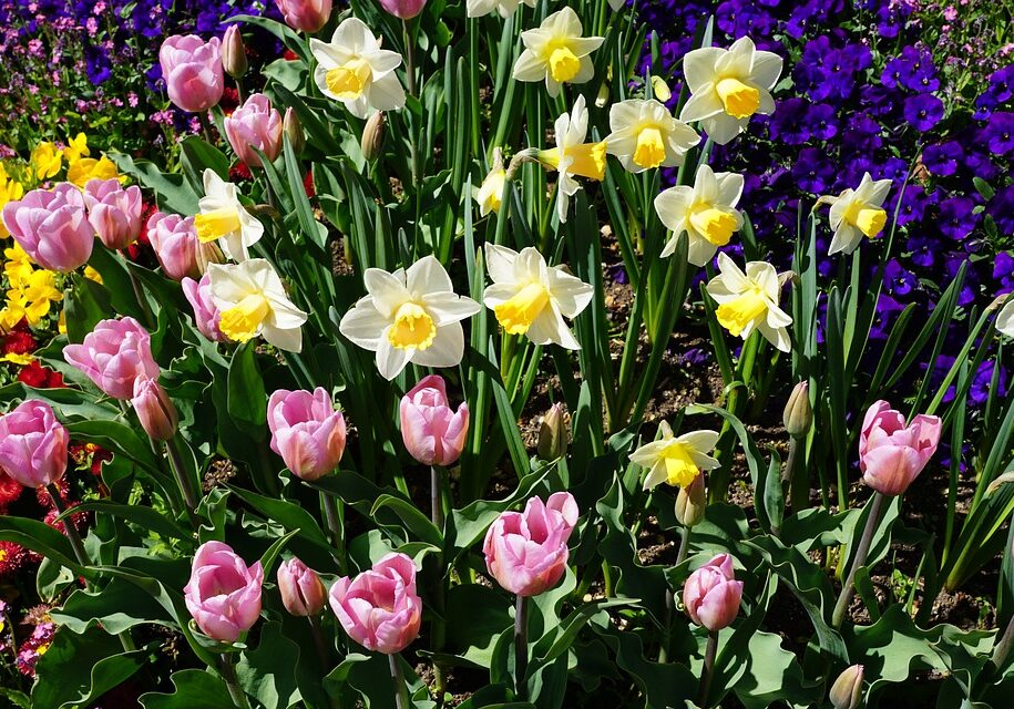 tulips-and-daffodils