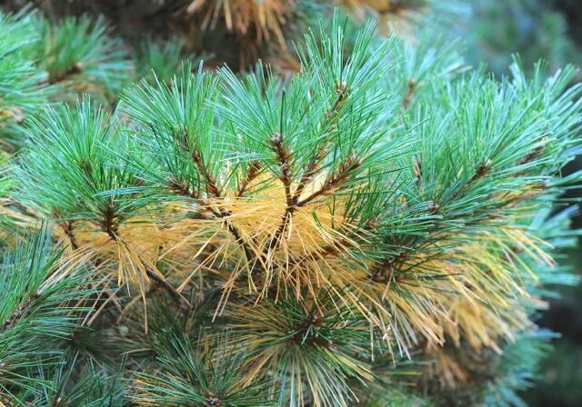 yellow-and-brown-needles-on-white-pine