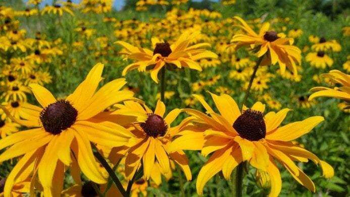 Black-eyed susan's