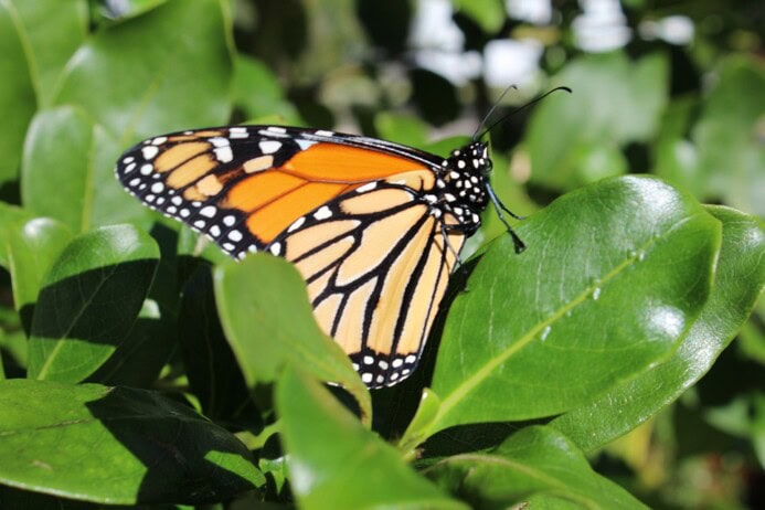 Milkweed plants are essential for monarch butterflies.