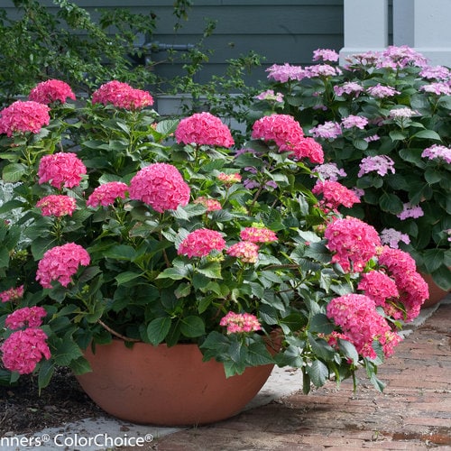 Cityline Paris Bigleaf Hydrangea.  Photo courtesy of Proven Winners