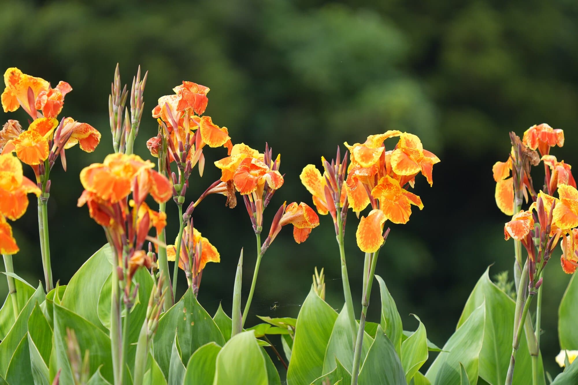 docujeju-flower-7405282.jpg Canna Pixabay