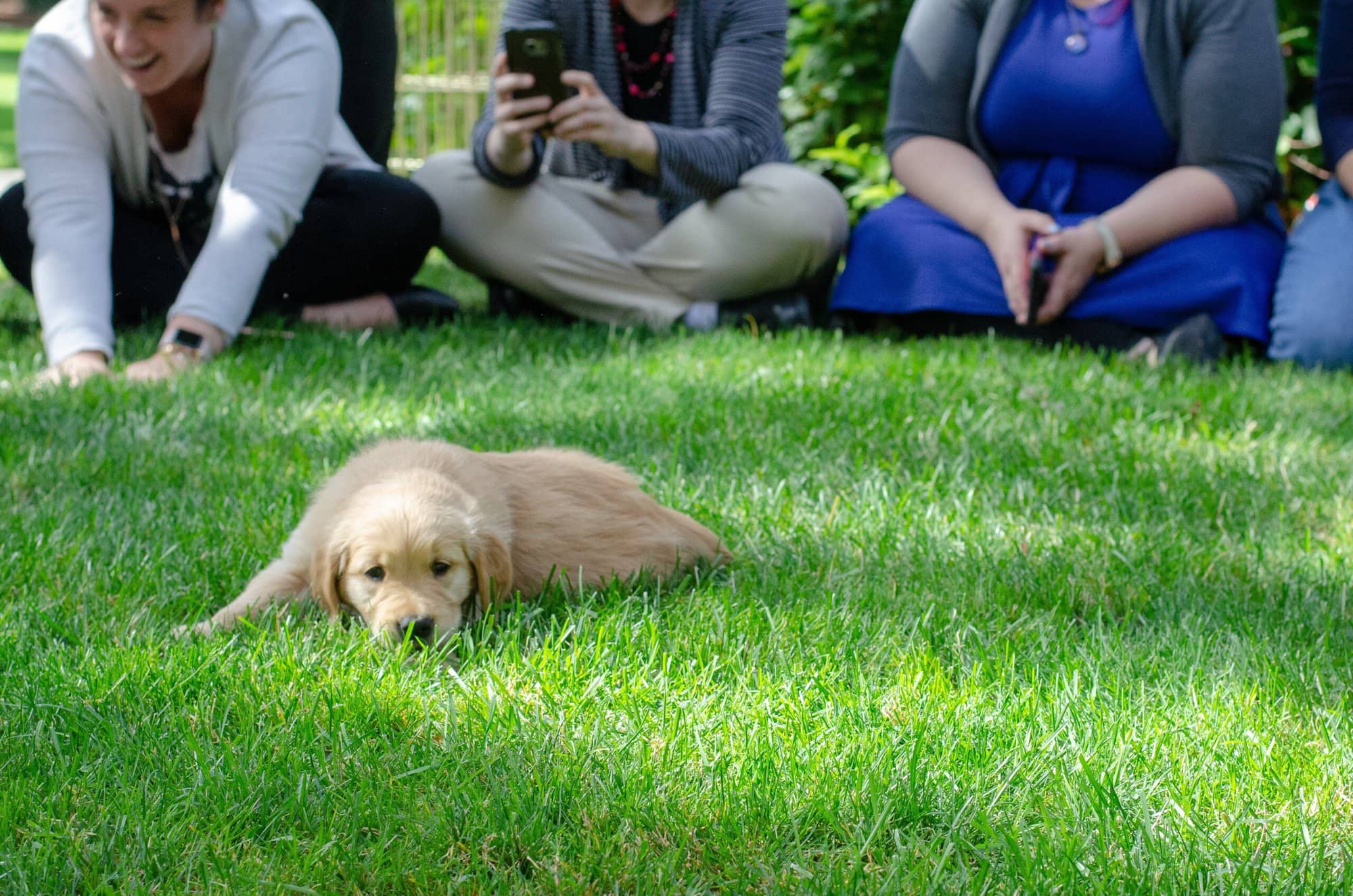 What Is Your Backyard Personality? Whitehouse Landscaping