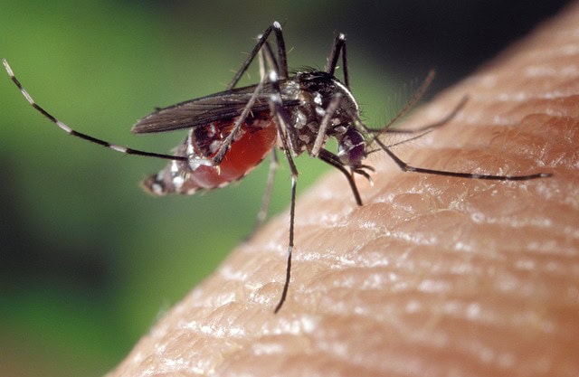 fotoshoptofs-mosquito-1332382_640.jpg Pixabay