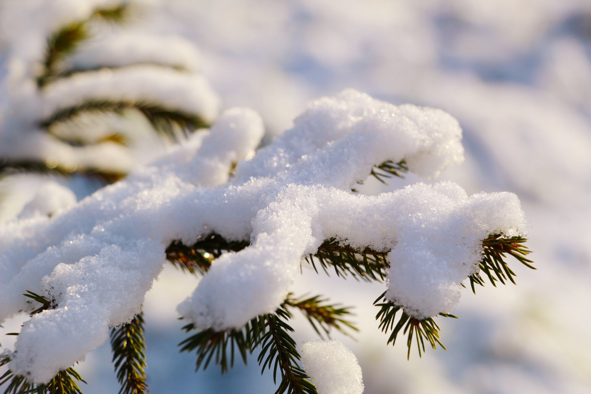 gosiak1980-pine-7648311.jpg pixabay