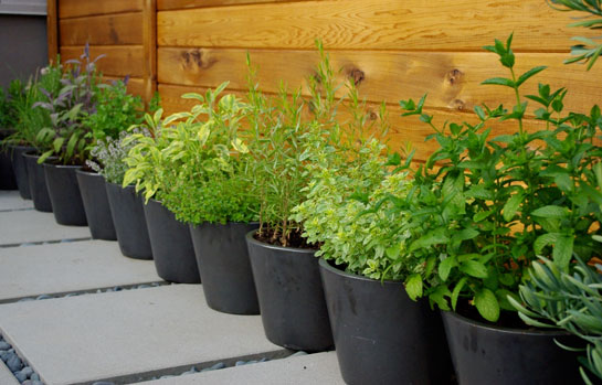 Growing herbs is easy.