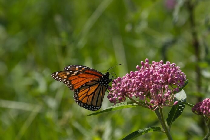 Milkweed with Monarch feeding.