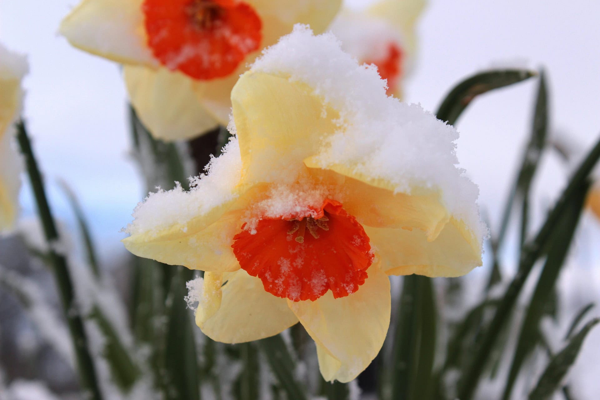 myriams-fotos-daffodil-1350494_1920.jpg Pixabay
