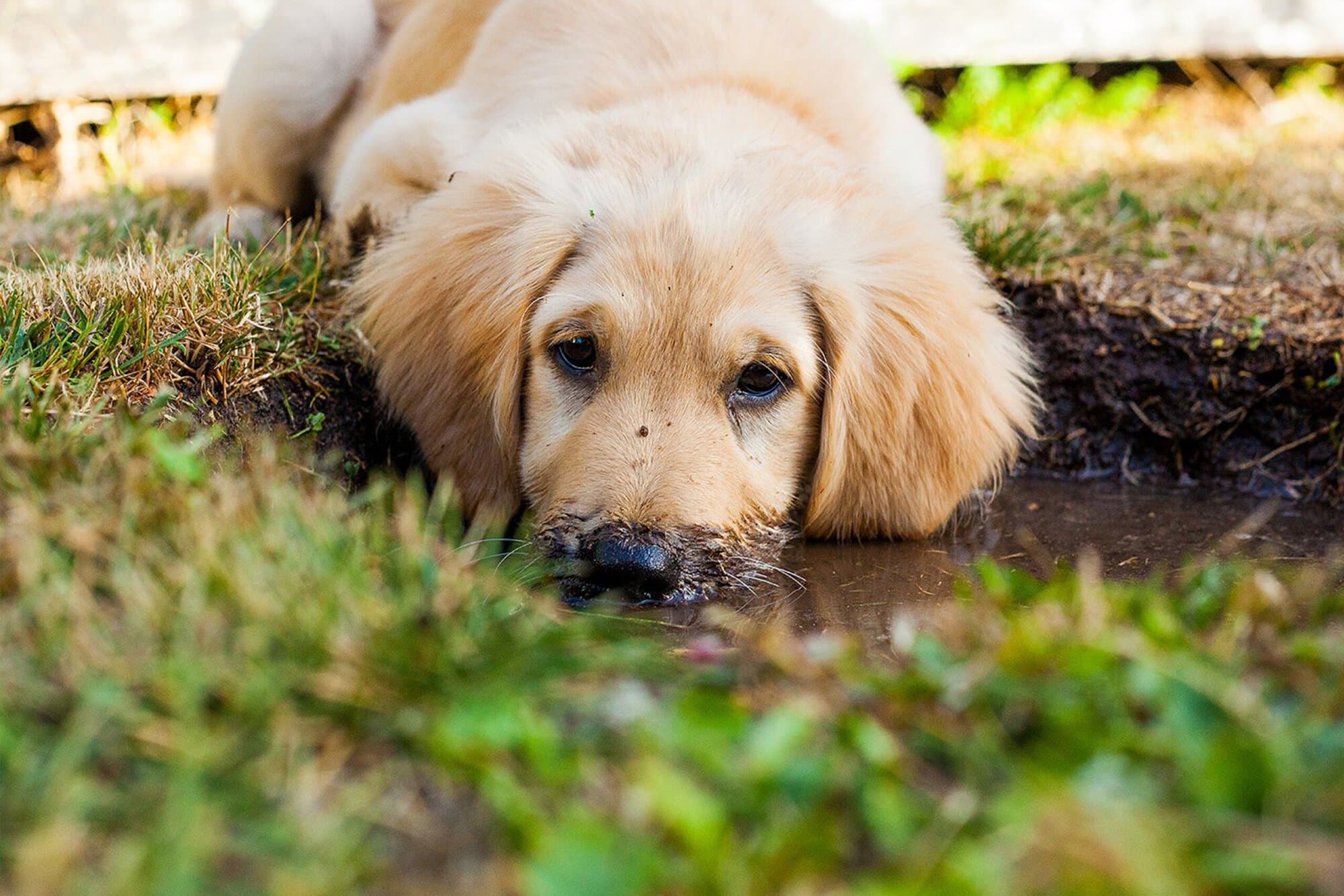 rachyt73-puppy-5413166.jpg pixabay