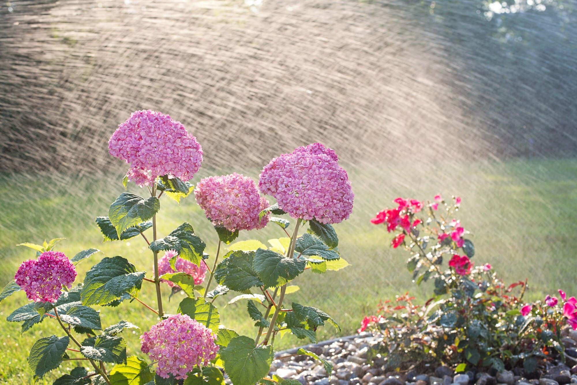 Watering garden by Pixabay