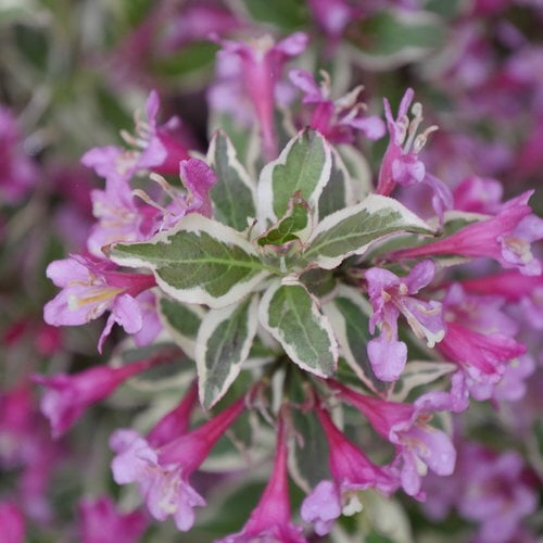 weigela_my_monet_purple_effect_4